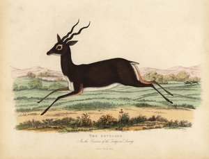 Indische antilope of zwartbok, Antilope cervicapra