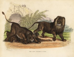Leeuw, leeuwin en welpen, Panthera leo