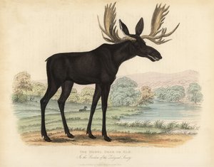 Eland, Alces alces