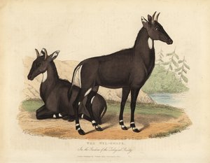 Nilgai of blauwe stier, Boselaphus tragocamelus