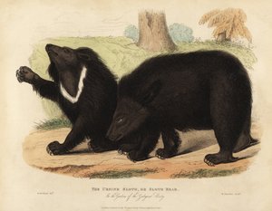 Lui beer, Melursus ursinus. Kwetsbaar door William Smellie