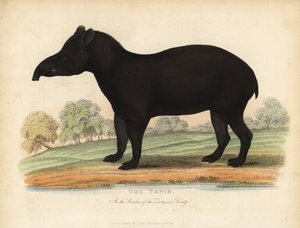 Zuid-Amerikaanse tapir, Tapirus terrestris, kwetsbaar