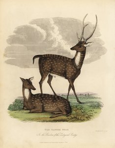 Moeras hert of barasingha, Rucervus duvaucelii