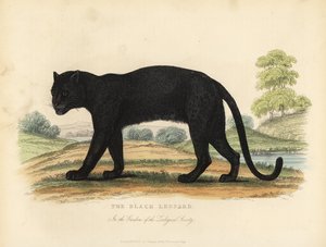 De Zwarte Luipaard, Panthera pardus door William Smellie