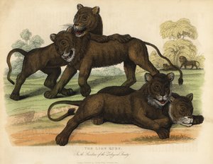 De leeuwenwelpen in de tuinen van de Zoological Society