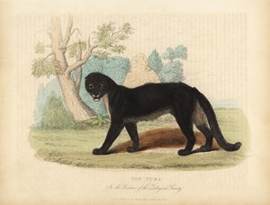 De poema of bergleeuw, Puma concolor door William Smellie
