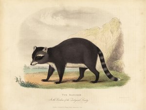 De Wasbeer, Procyon lotor door William Smellie