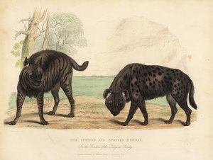 De Gestreepte Hyena en Gevlekte Hyena