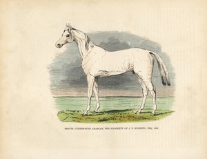 Volbloed Arabisch paard Imaum