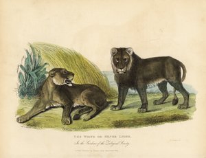 Witte of zilveren leeuwen, Panthera leo melanochaita door William Smellie