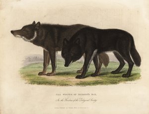 Wolven van Hudson Bay, Canis lupus door William Smellie