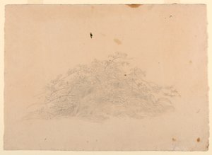 Studie van gebladerte