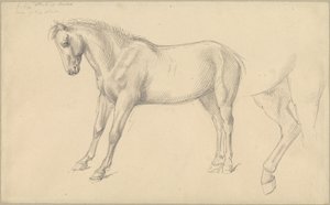 Studies van een Pony