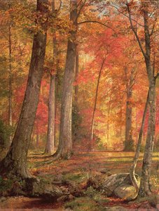 Pad in het Bos