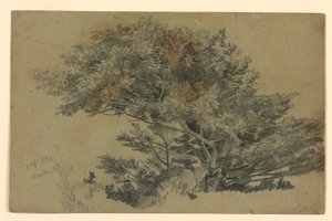 Studie van Bladwerk