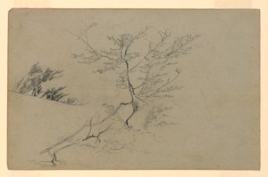 Studie van gebladerte