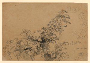 Studie van gebladerte