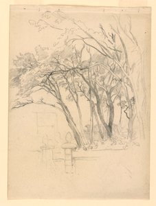 Studie van gebladerte