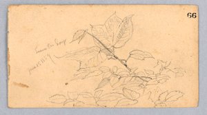 Studie van Bladeren door William Trost Richards