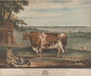 Portret van de Korthoornige Stier Patriot