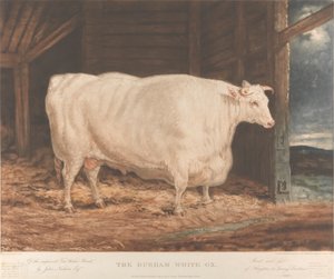 De Durham Witte Os van het Verbeterde Tees Water Ras, door John Nesham, Esqr. Gefokt en gevoed van Houghton le Spring, Durham