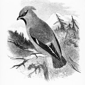 De Pestvogel, illustratie uit 