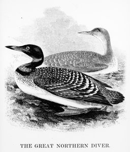 De grote noordelijke duiker, illustratie uit 