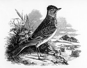 De Veldleeuwerik, illustratie uit 