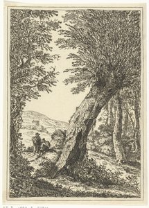 Wilgenboom