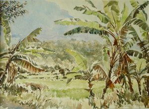 740 bananenbomen, Ramboda door Wilson Clive