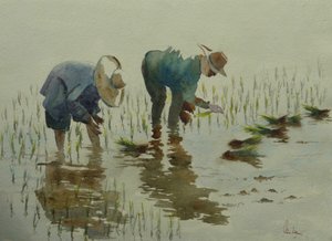 885 Rijst planten