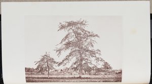 Tupelobomen in een veld bij de "Outlet" op de oude Essex Road in Beverly door Wilson Flagg