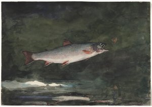 Springende Forel, 1889