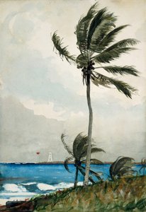 Palmboom, Nassau