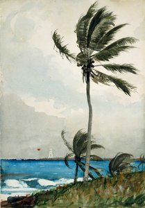 Palmboom, Nassau