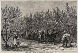 Perziken Plukken in Delaware