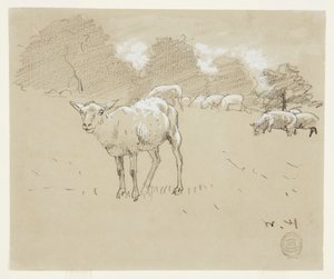 Schapen grazend in een veld