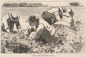Het aardbeienbed, uit Onze Jonge Mensen, juli 1868 door Winslow Homer