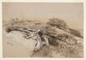 Boomwortels, Prout