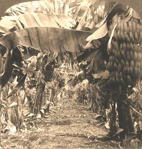 In het hart van een bananenplantage, Hawaïaanse eilanden, 1901