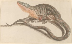 Hagedis, 1680s-1690s
