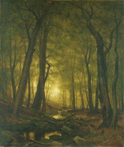 Avond in het bos