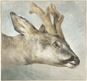 Kop van een ree