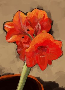 Levendige amaryllisbloem