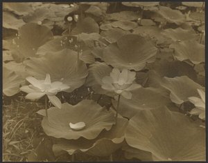 [Lotus].