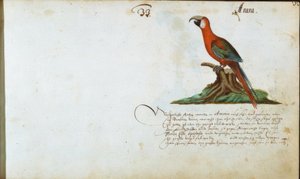 Papegaai door Zacharias Wagner