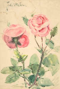 Twee Rozen, ca. 1884-1904