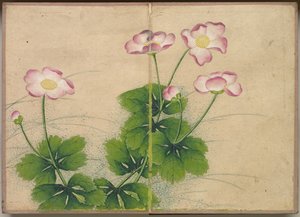 Bureau Album: Bloem- en Vogel Schilderijen (kaasjeskruid bloemen) door Zhang Ruoai