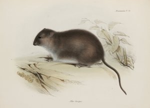 Bos- of bruinvoetrat, Australië, ca. 1832-1836 door John Pardon