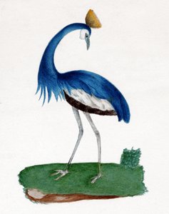 Kuifreiger door . .
